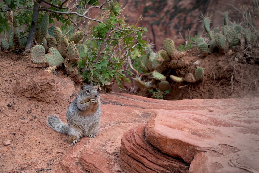 a squirrel sitting on a rock in the desert