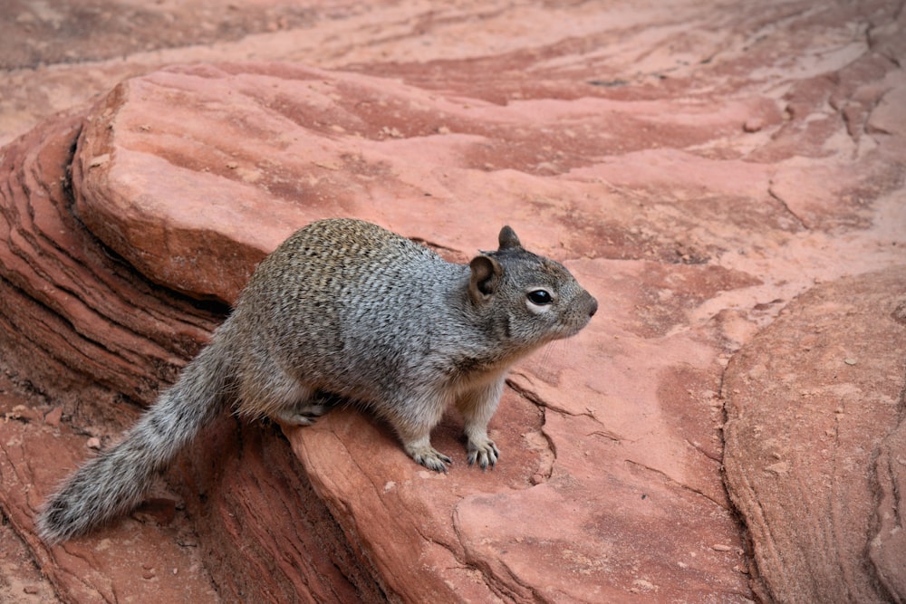 a squirrel sitting on a rock in the desert