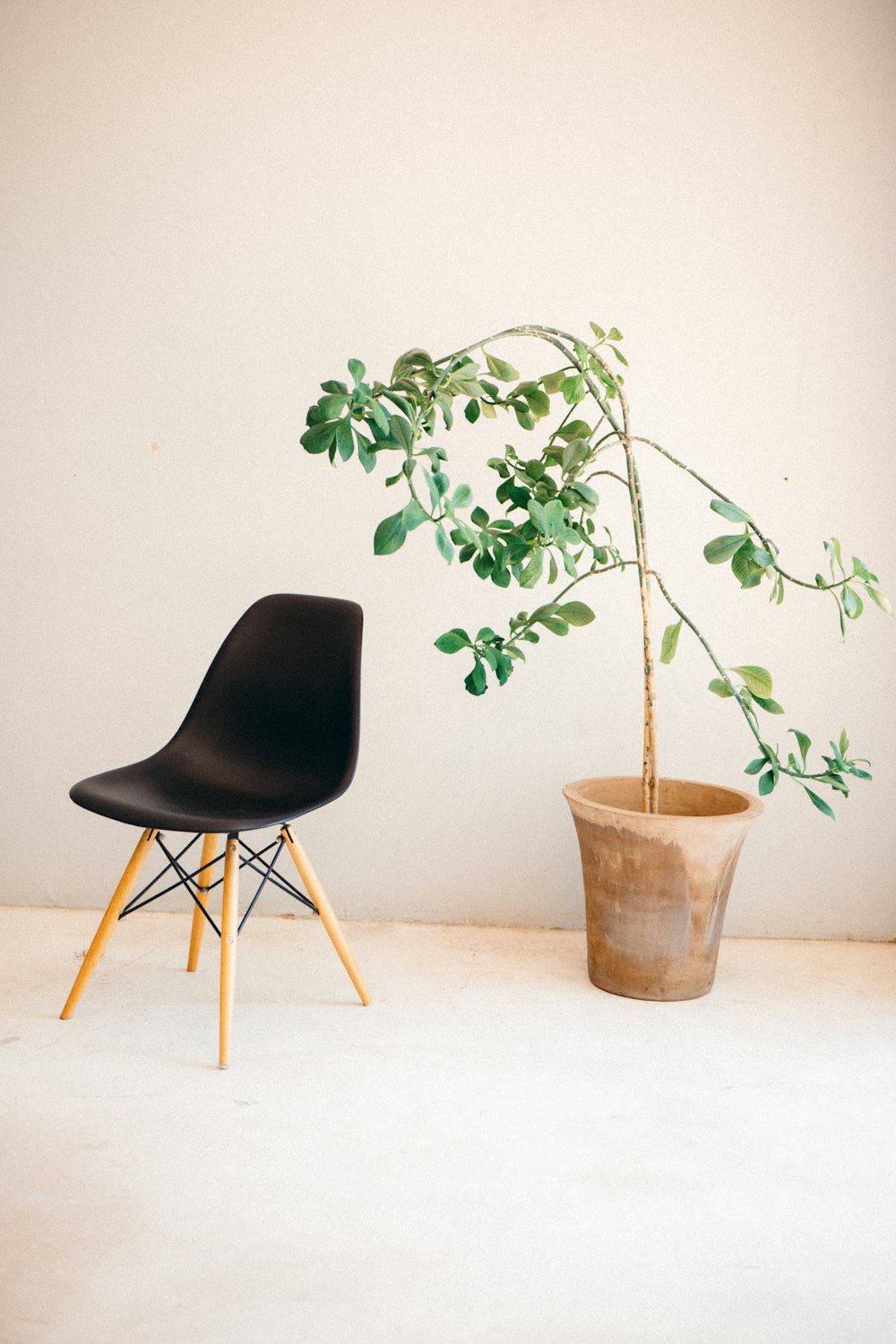a chair next to a potted plant on a white floor