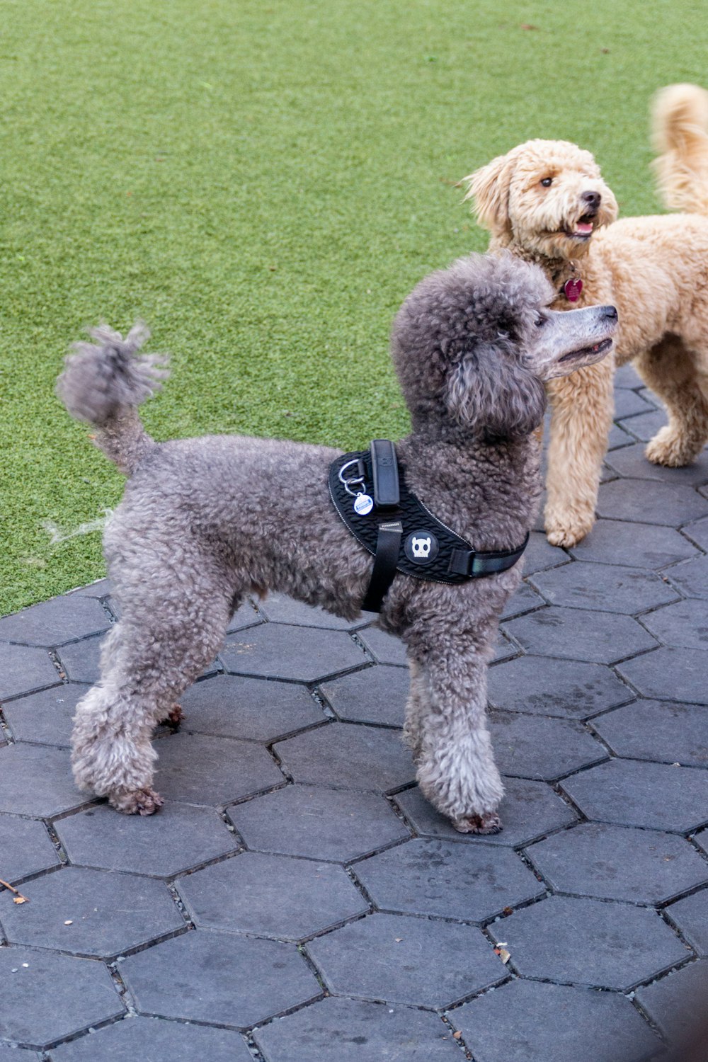 two poodles are standing on a brick walkway