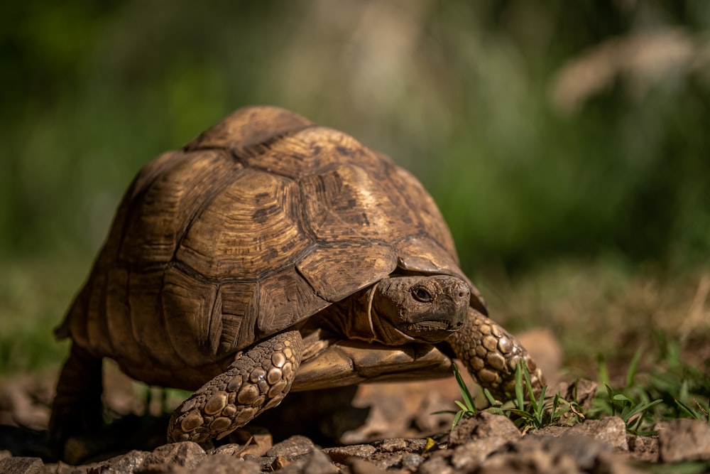 a tortoise eating grass in a field