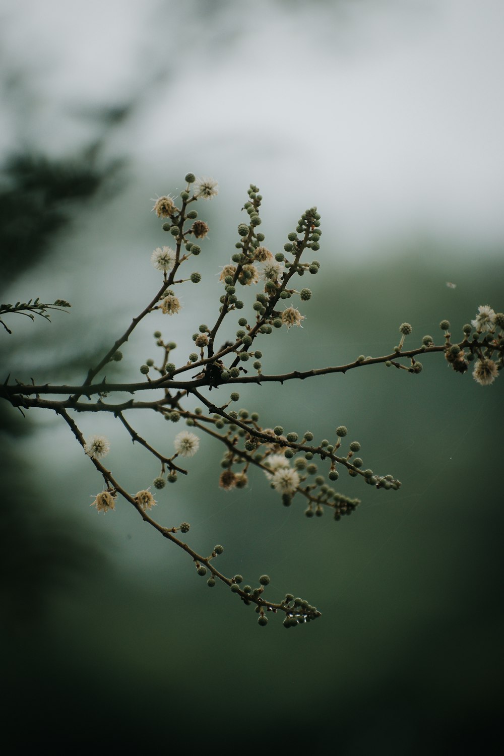 a branch with small white flowers on it