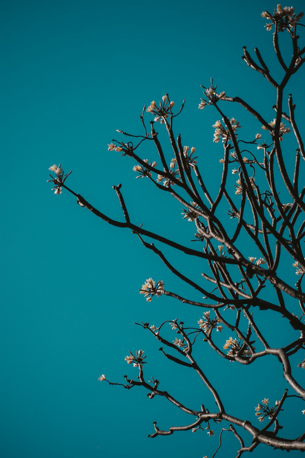 a tree branch with white flowers against a blue sky