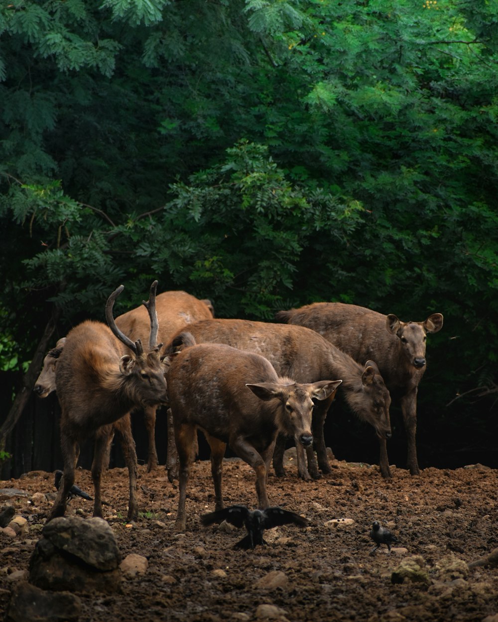 a herd of cattle standing on top of a dirt field