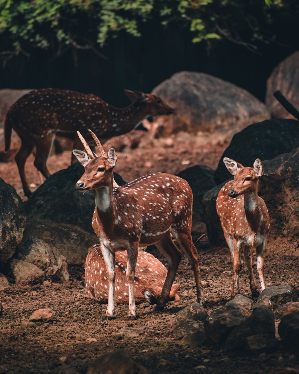 a herd of deer standing on top of a dirt field