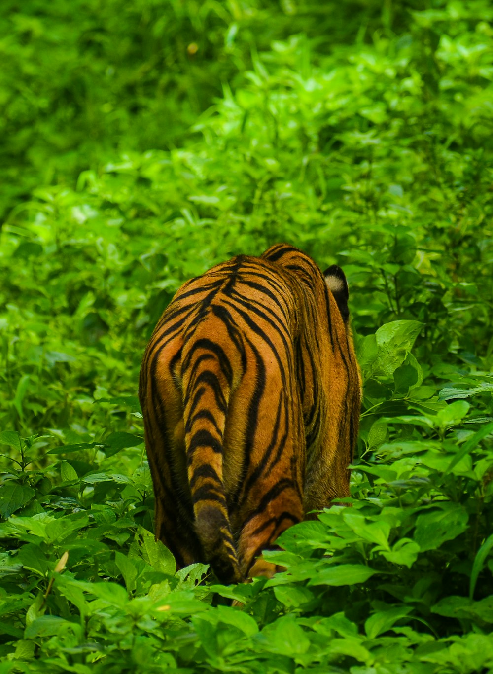 a tiger walking through a lush green forest