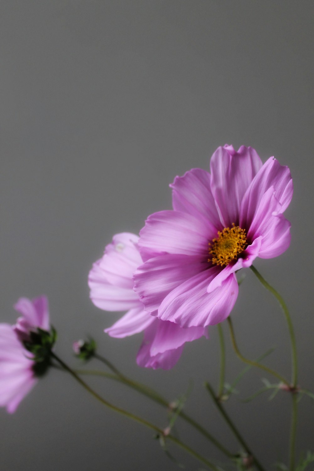 a couple of pink flowers sitting on top of a table