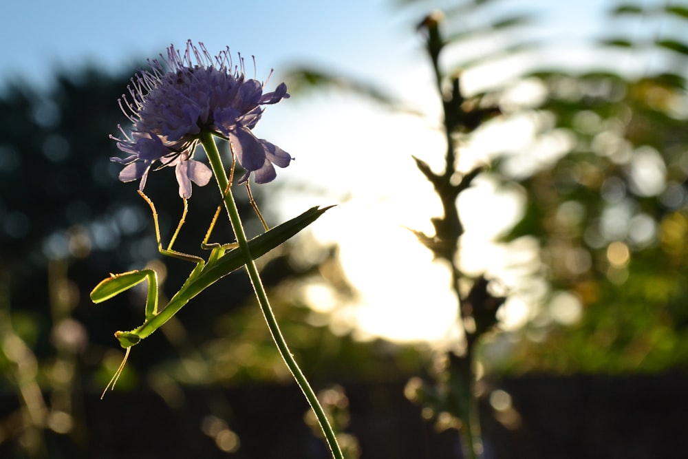 a close up of a flower with a sky background