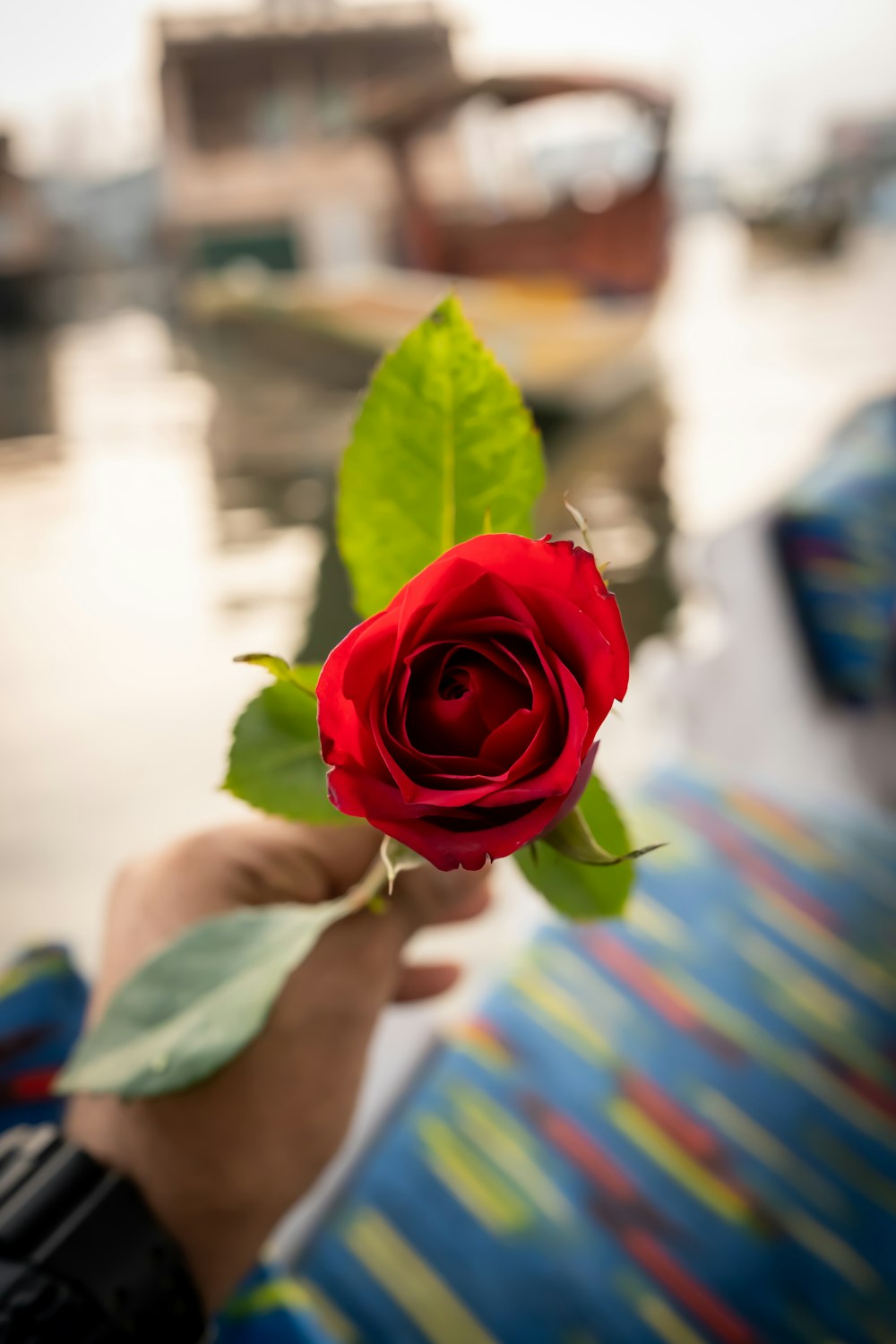 a person holding a red rose in their hand