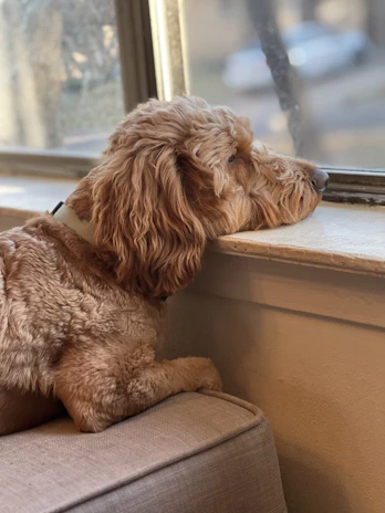 A calm dog resting its head gently on a child's lap by the window.