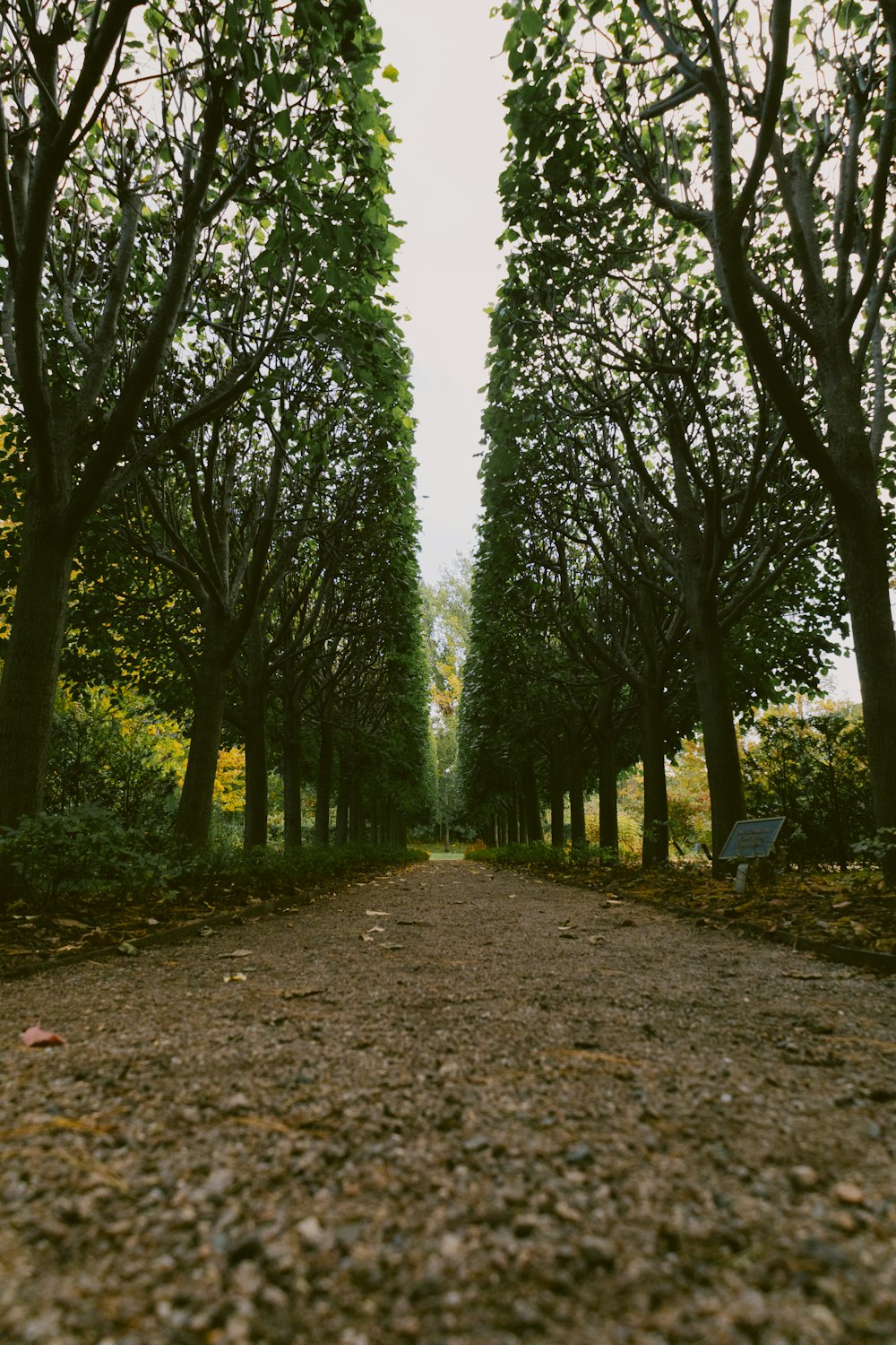 a dirt road surrounded by trees and leaves