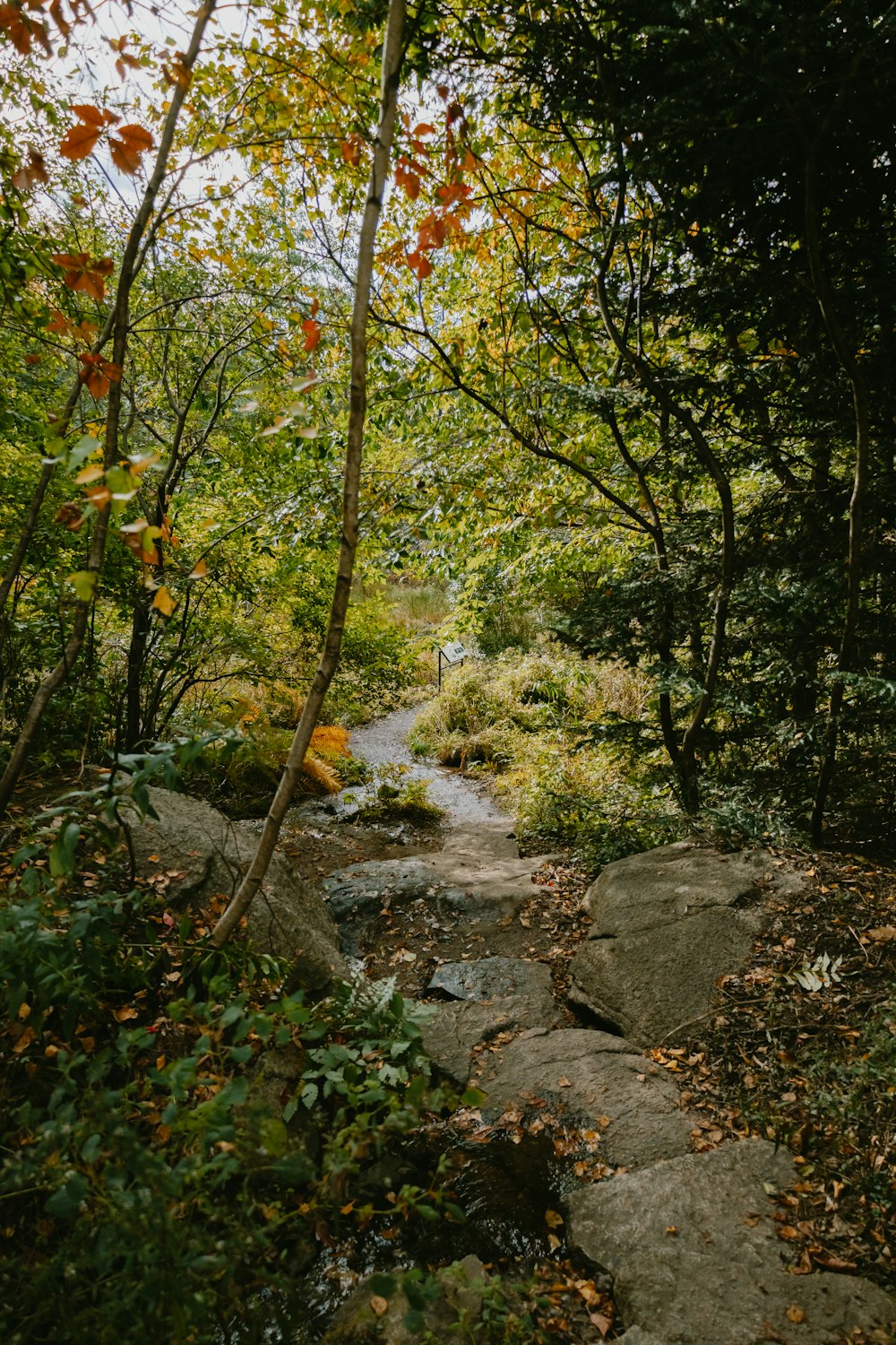 a stream running through a lush green forest