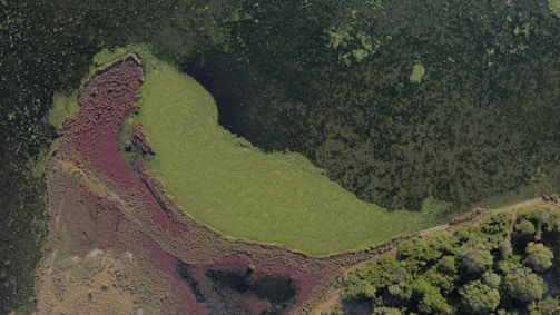 Aerial view of a diverse landscape featuring a body of water covered in green algae or plants, surrounded by patches of reddish and brown vegetation. On the right side, there is a dense area of trees and shrubs with varying shades of green.