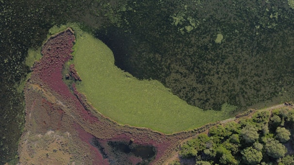 Aerial view of a diverse landscape featuring a body of water covered in green algae or plants, surrounded by patches of reddish and brown vegetation. On the right side, there is a dense area of trees and shrubs with varying shades of green.