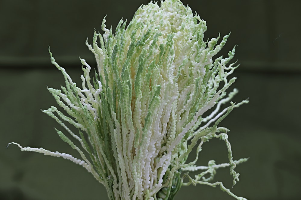 a close up of a green and white plant