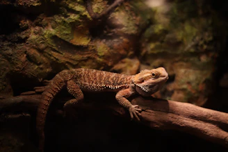 Bearded dragons exploring a cozy rainy-day puzzle setup indoors.