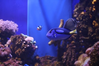 A vibrant underwater scene featuring a blue tang fish swimming among coral structures. The background is filled with various colorful corals and a small clownfish is visible in the distance.