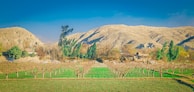 A rural landscape features a field of pruned, leafless trees in neat rows, set against a backdrop of arid, rugged mountains. The scene is bathed in warm sunlight, with a clear blue sky overhead. Sparse vegetation and a few small buildings are visible near the base of the mountains, adding to the pastoral ambiance.