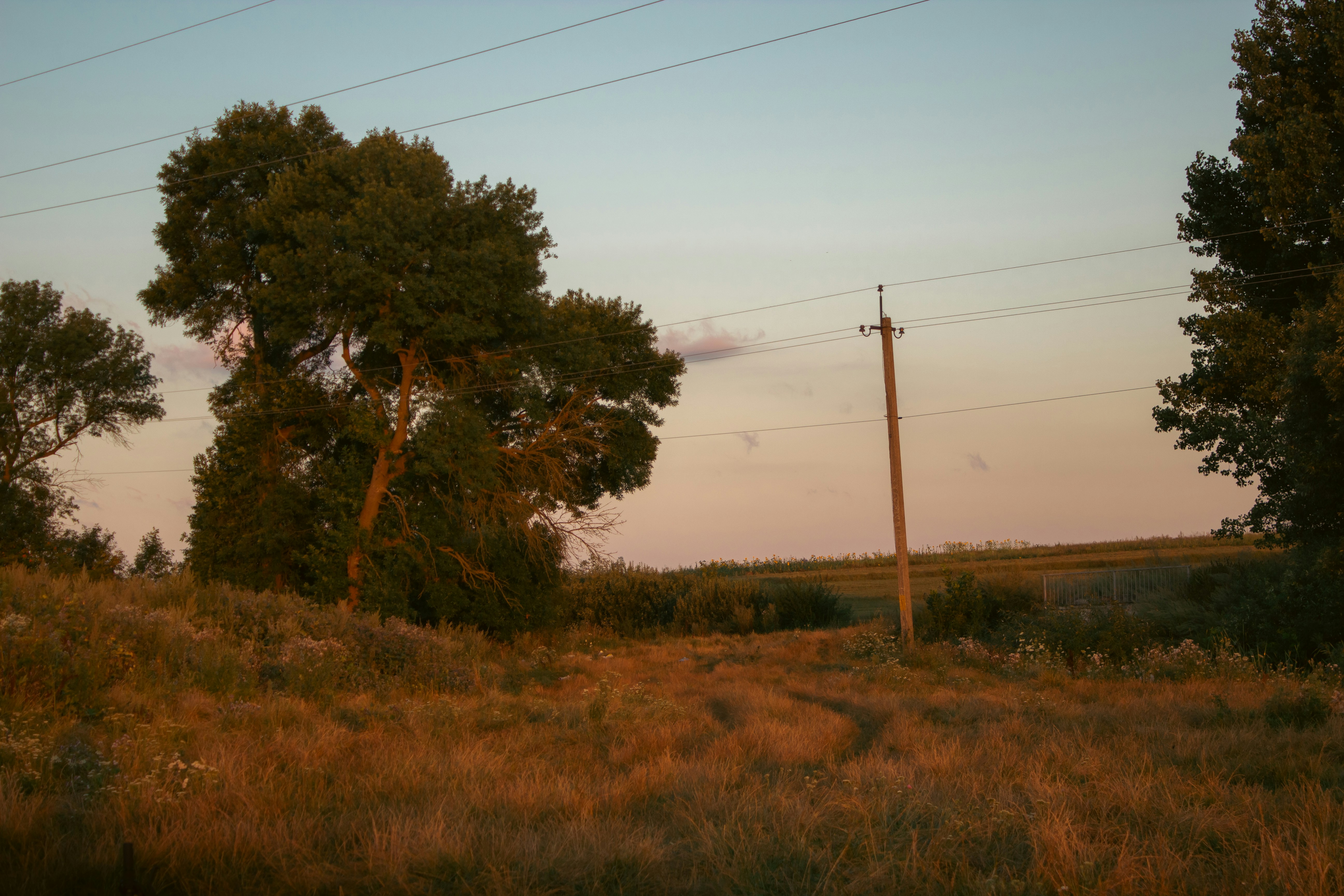 a grassy field with power lines and trees in the background