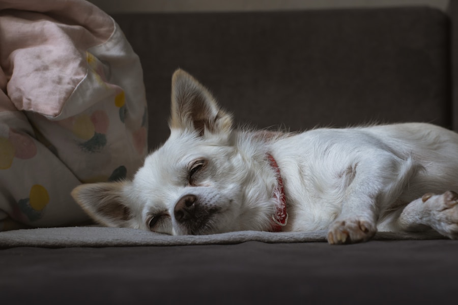 Spaying Your Female Dog UK: What to Expect and Recovery Guide