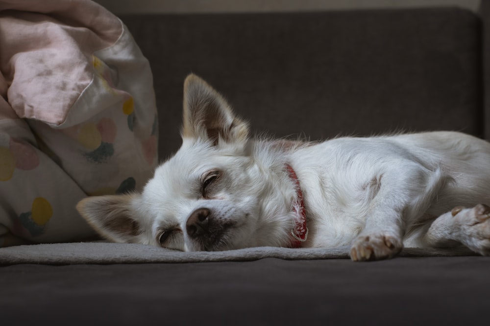 a small white dog laying on top of a couch