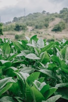A lush green plantation with large, healthy leaves in the foreground. The background features a gently sloping hill covered with trees, under a cloudy sky.