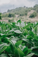 Lush cacao plantation with healthy green leaves under a bright blue sky.