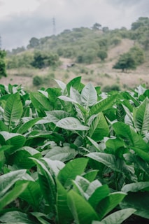 A lush green plantation with large, healthy leaves in the foreground. The background features a gently sloping hill covered with trees, under a cloudy sky.
