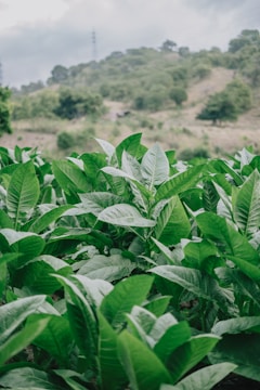 Cardamom plantation showing vibrant green leaves after organic treatment.