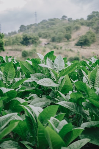 A lush green plantation with large, healthy leaves in the foreground. The background features a gently sloping hill covered with trees, under a cloudy sky.