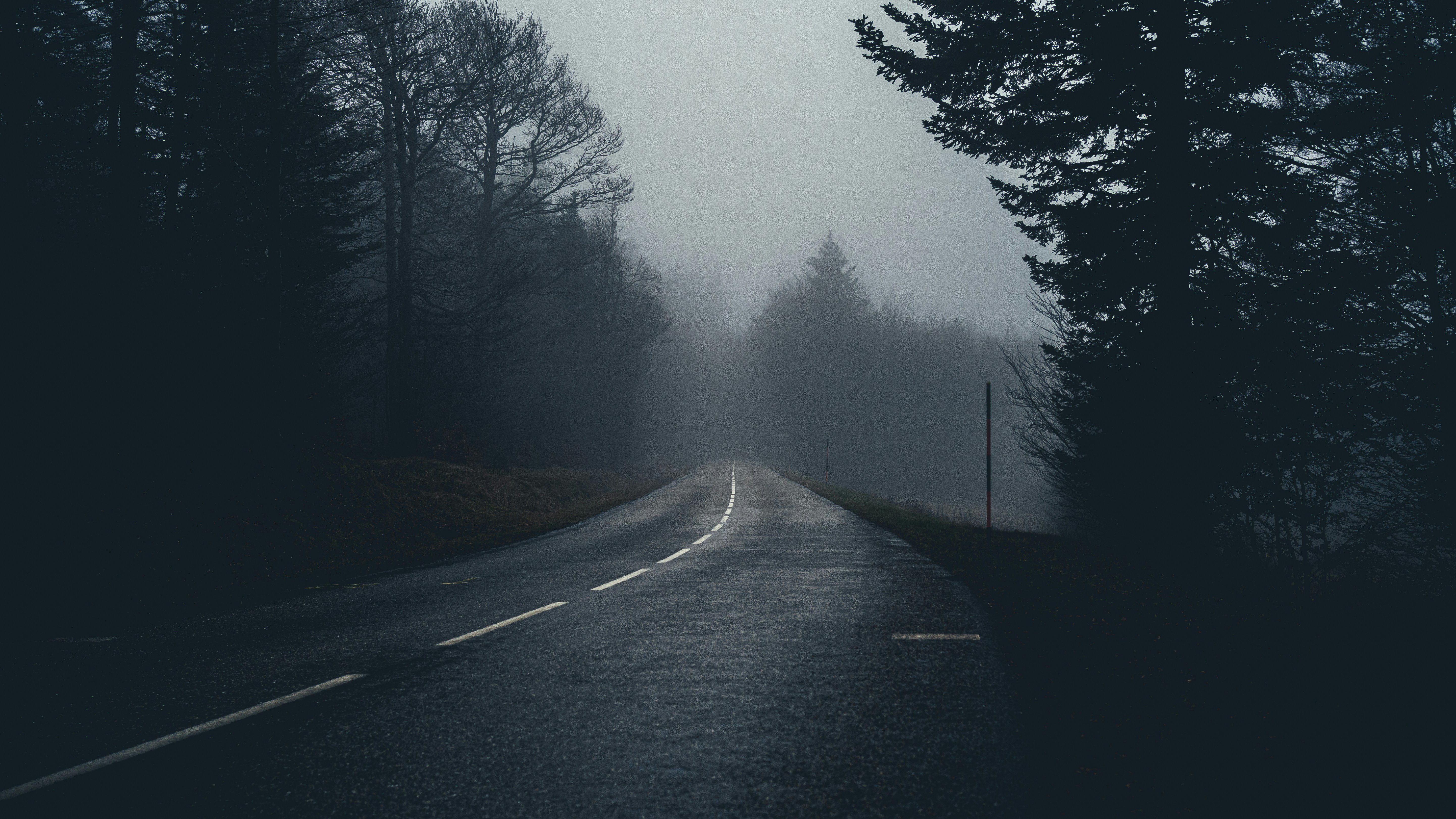 a road in the middle of a forest on a foggy day