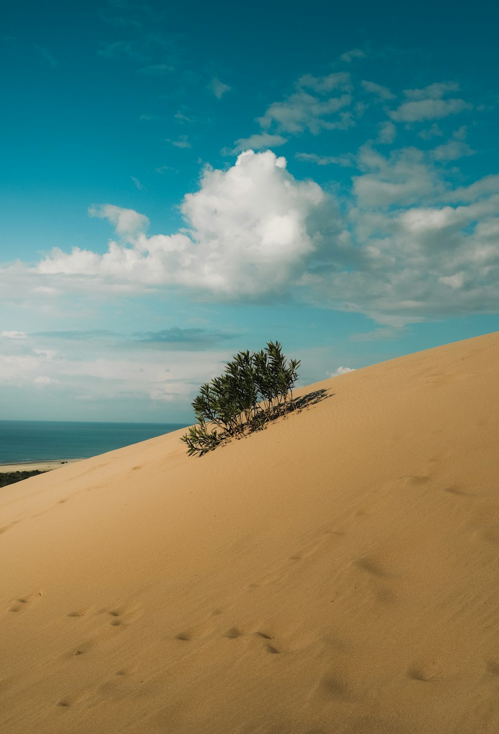 a lone tree on top of a sand dune