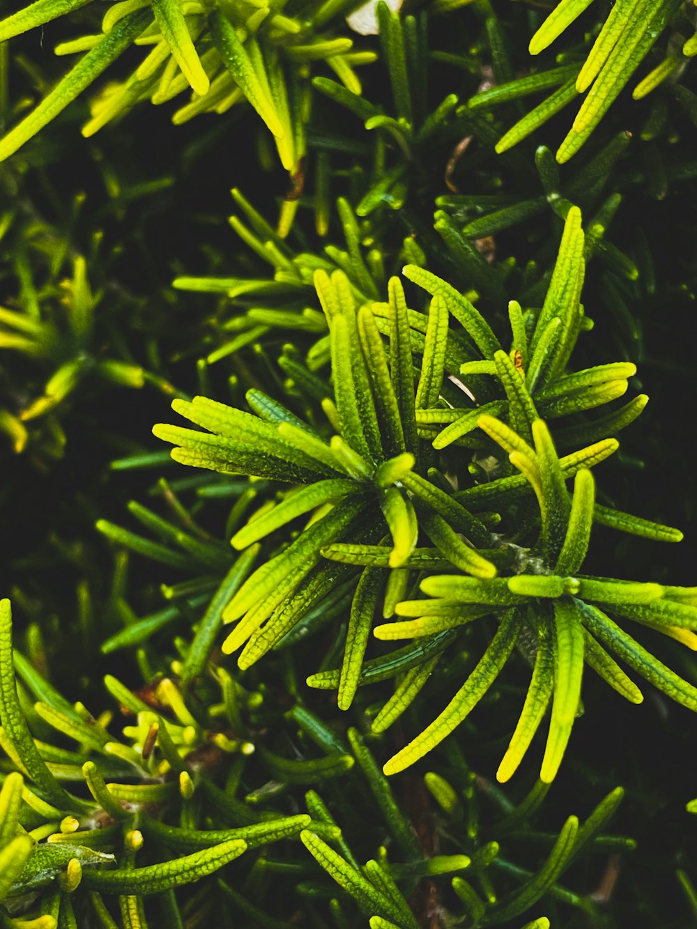 a close up of a plant with green leaves