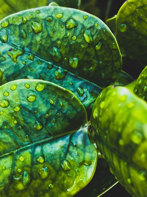 A close-up of vibrant green leaves with droplets of water.