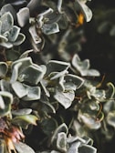 A close-up view of succulent plants with thick, fleshy leaves tipped with small droplets of water. The leaves have a pale green color with a slightly dusty appearance, and the background is blurred, highlighting the detailed textures of the plants.