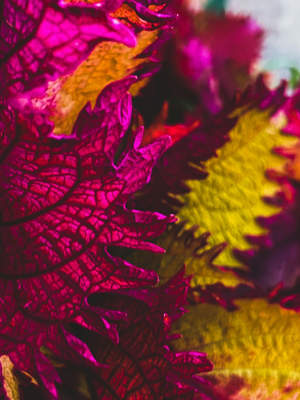 a close up of a bunch of colorful flowers