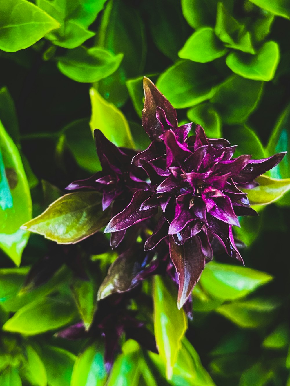 a purple flower surrounded by green leaves