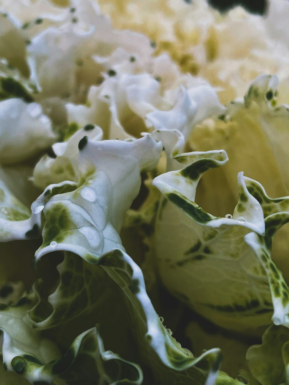 a close up of a salad with lettuce and cheese