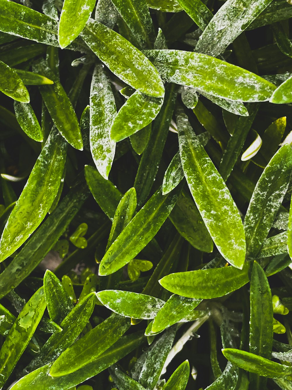 a close up of a bunch of green leaves