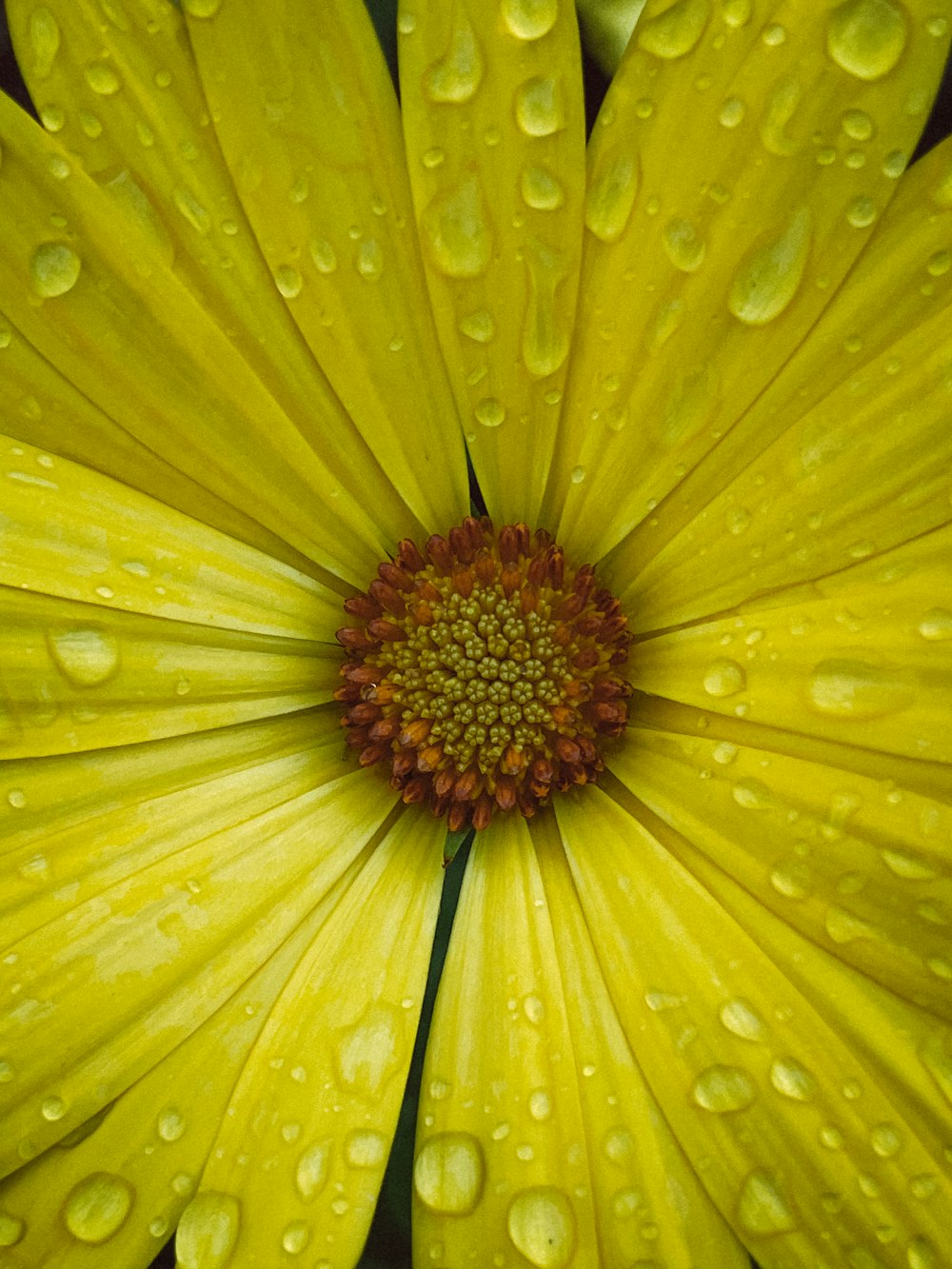 a yellow flower with water droplets on it