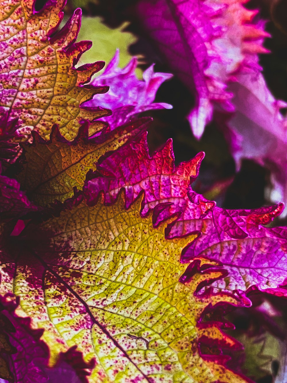 a close up of a purple and yellow leaf