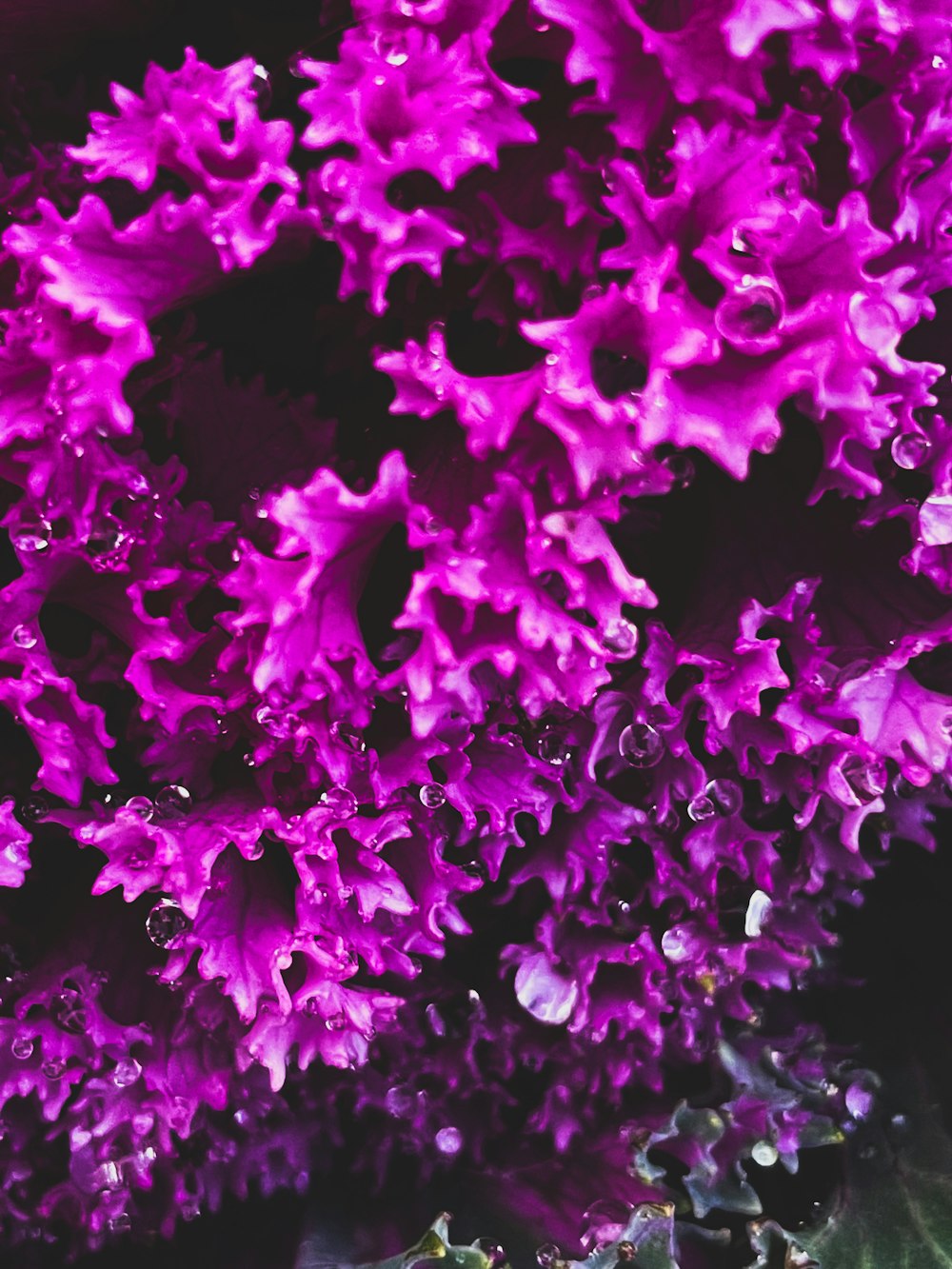 a close up of a bunch of purple flowers