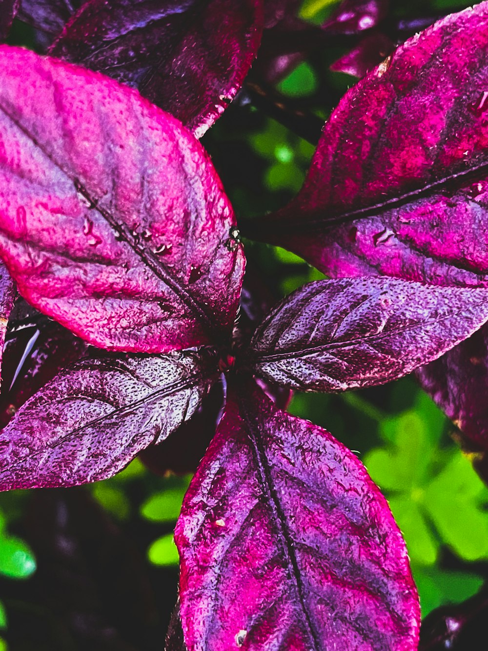 a close up of a purple plant with green leaves