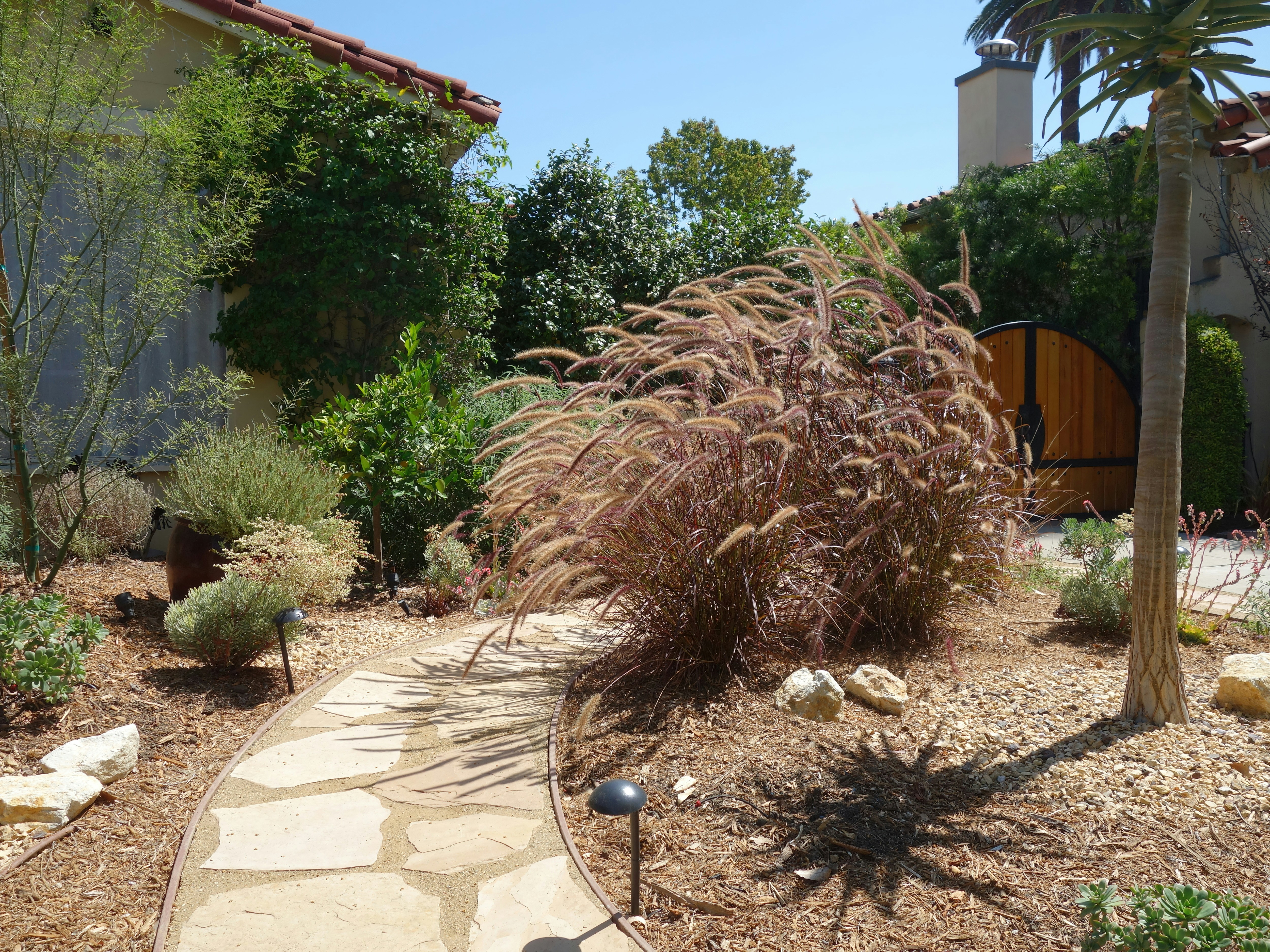 a walkway in a garden with a palm tree in the background