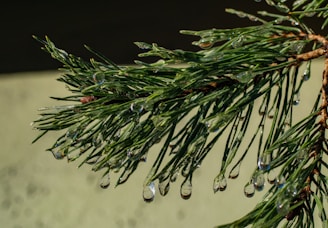 Close-up of a fresh red pine needle branch with droplets of oil glistening in natural light