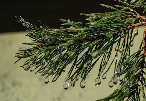Close-up of a fresh red pine needle branch with droplets of oil glistening in natural light