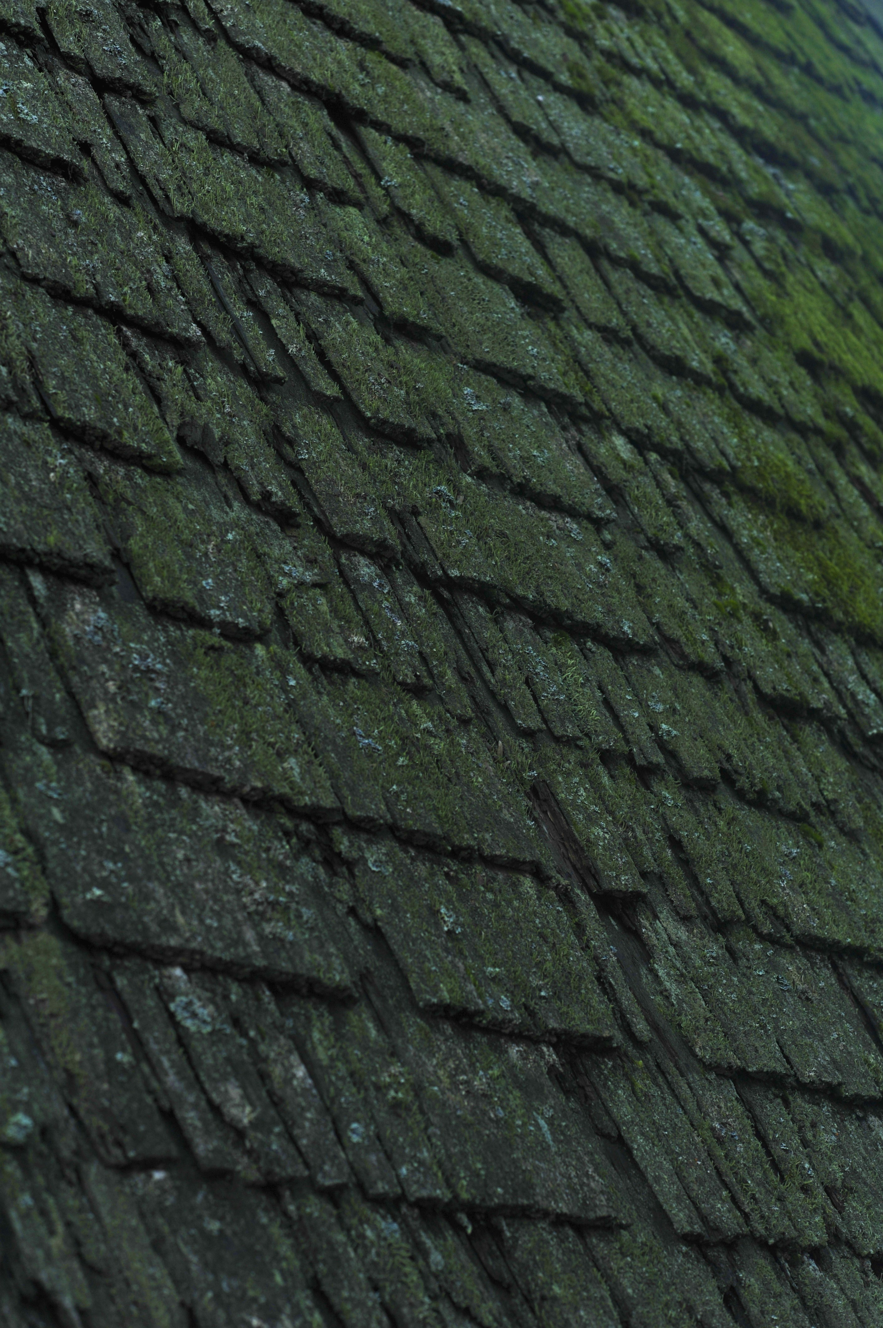 a close up of a roof with moss growing on it