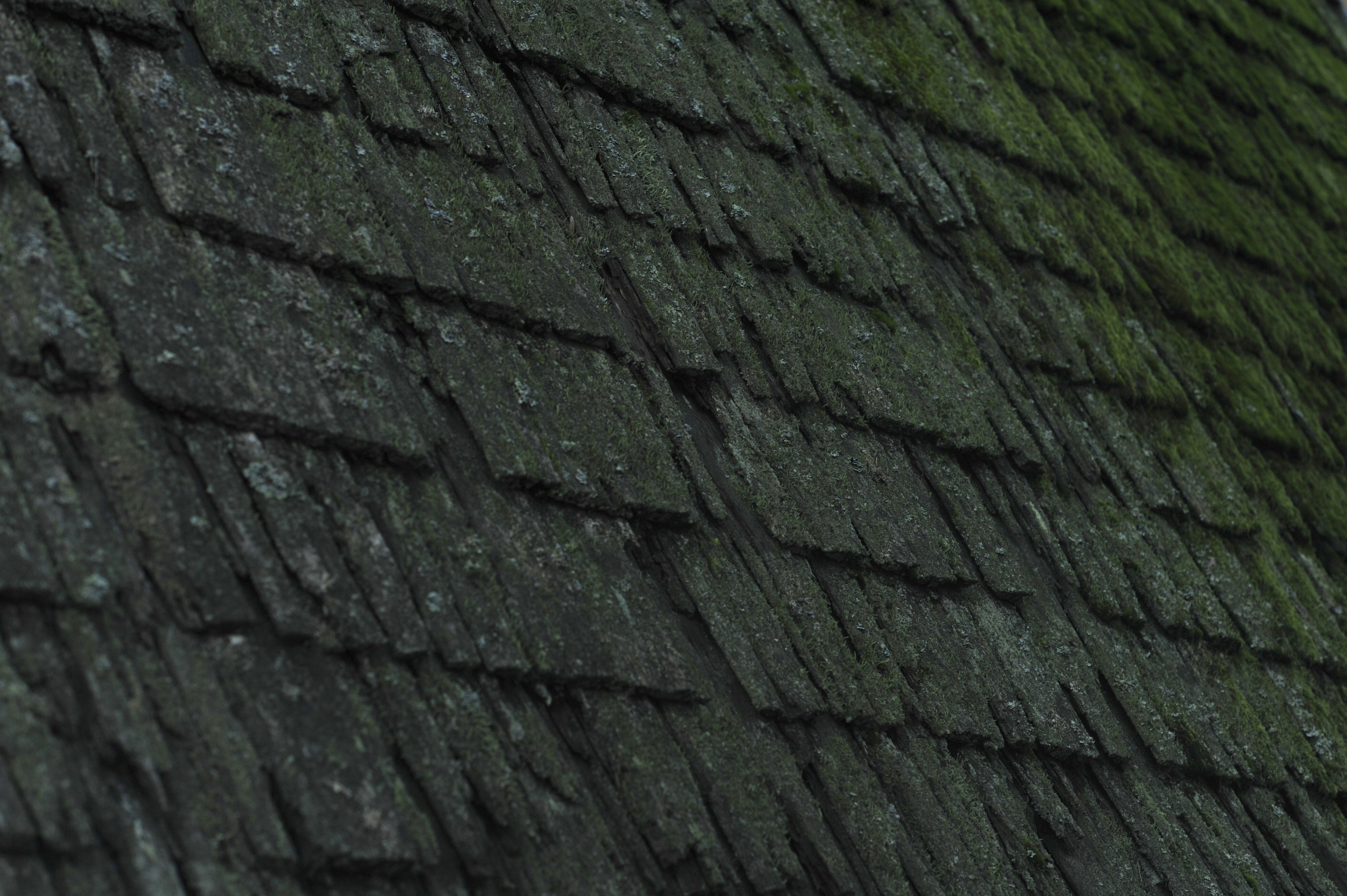 a close up of a roof with moss growing on it