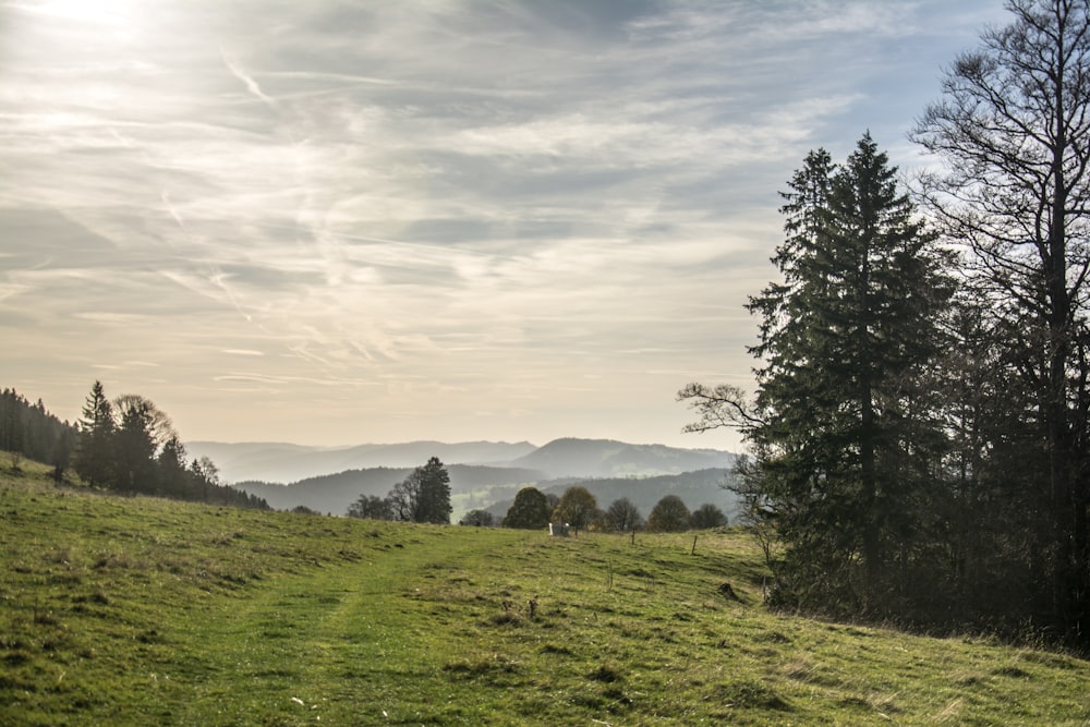 a grassy field with trees and mountains in the background