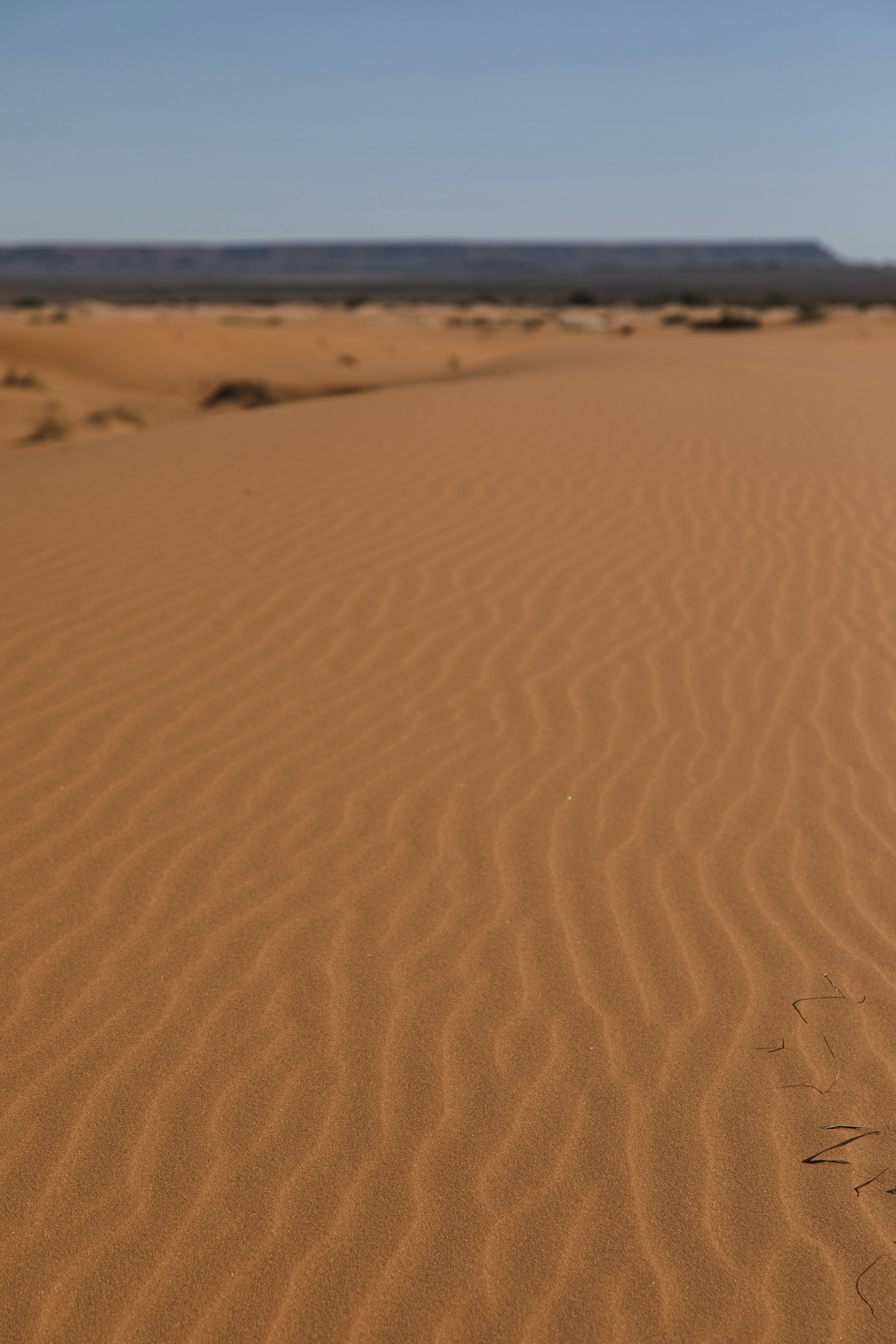 a desert landscape with a single plant in the middle of the desert